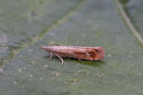 Rhyacionia walsinghami